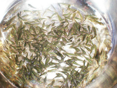 羅非魚魚苗  3