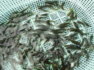羅非魚魚苗  4
