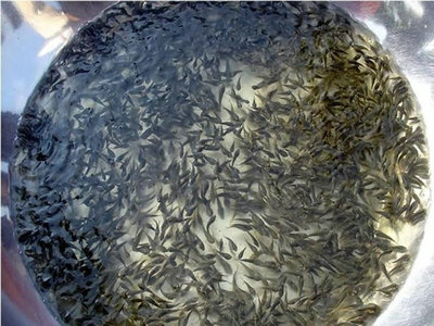 羅非魚魚苗  5