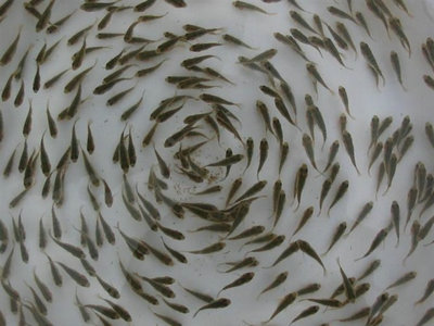羅非魚魚苗  6