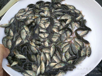 羅非魚魚苗  8